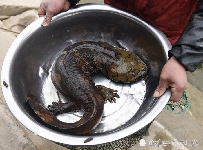 阆中:渔民误捕近一米长娃娃鱼后将其放流