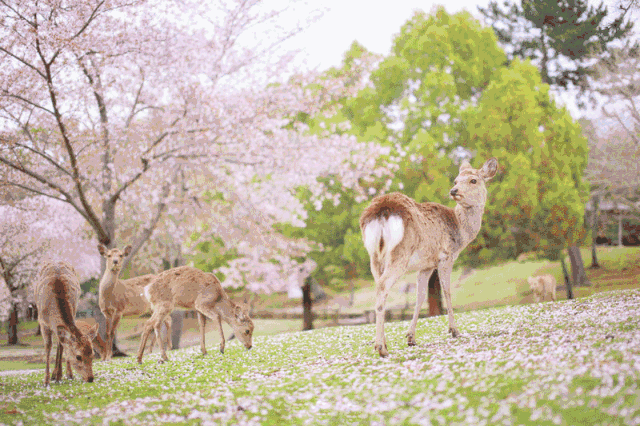又到樱花季 一起