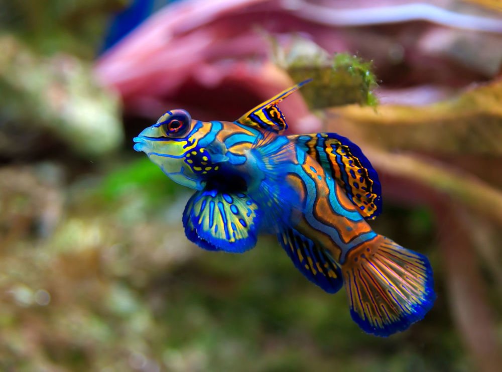 世界上色彩最艳丽的5种动物,你见过哪一种?