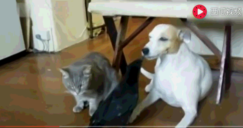 萌宠友谊太萌:鸟儿喂食狗狗,猩猩保护斗牛犬,狗狗拼死