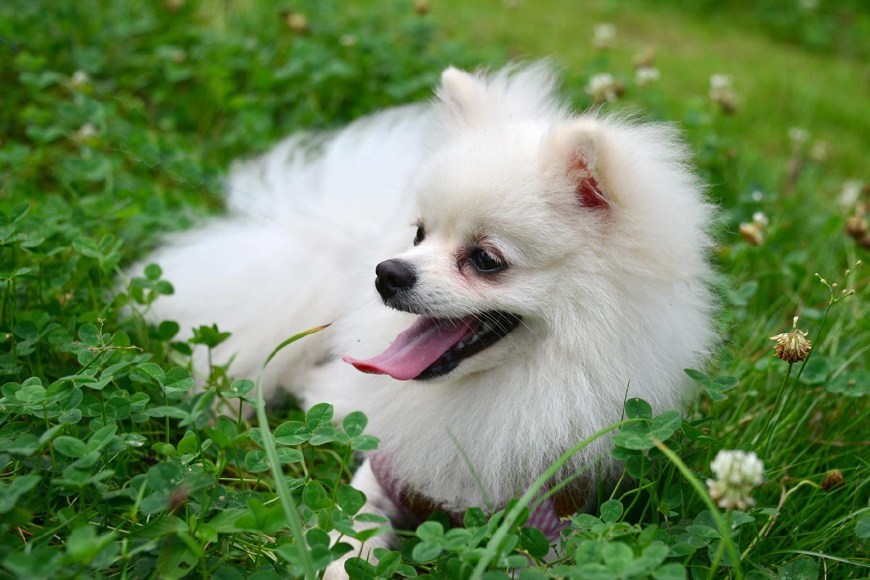 世界上最美的六种小型犬,西施犬第三,娇小迷人的吉娃娃不及它!