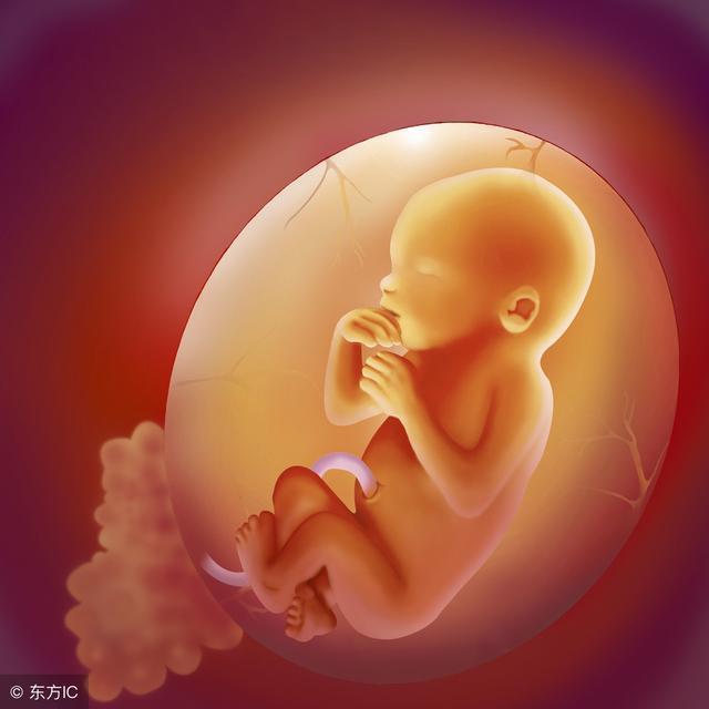 怀孕5个月时,胎儿在腹中已经可以用口舔尝吸吮拇指了!
