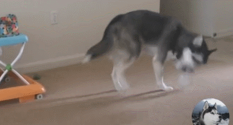 搞笑gif:哈士奇第一次见到猪