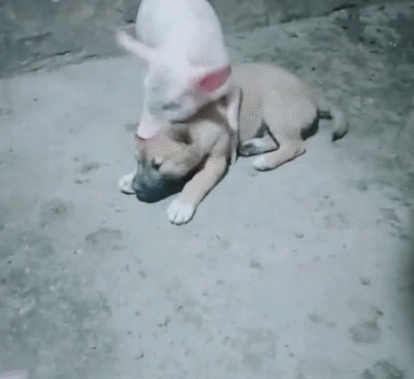 狗狗喝猪奶长大,把自己也当成猪,整天和猪混在一起!