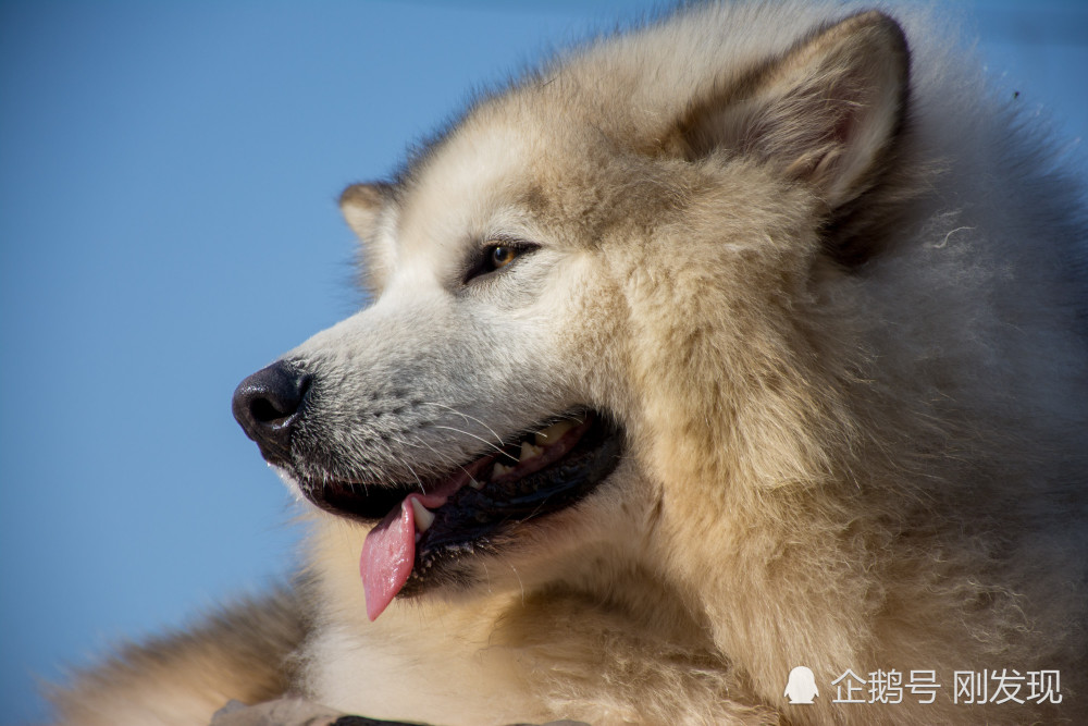狗市上一只阿拉斯加犬 使用一次00元 天就让主人成了万元户 看点快报