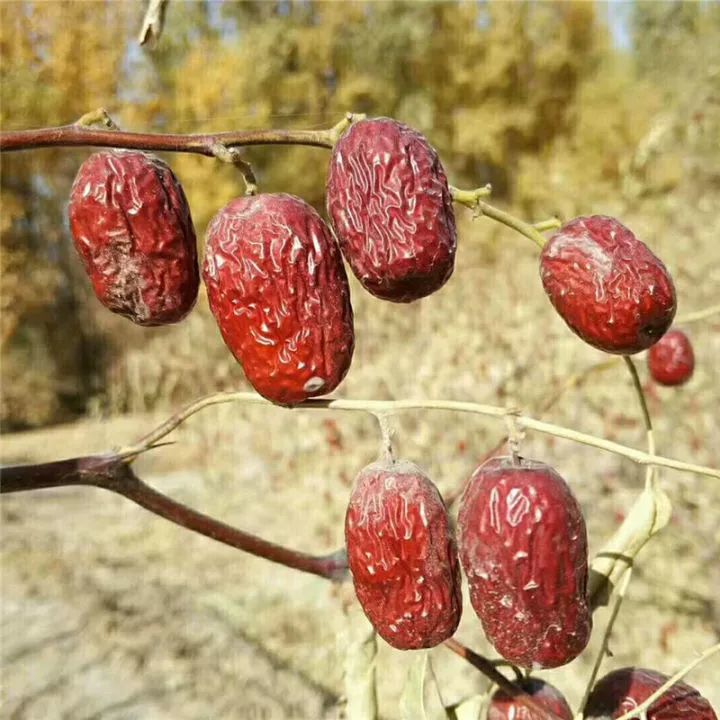 若羌灰枣