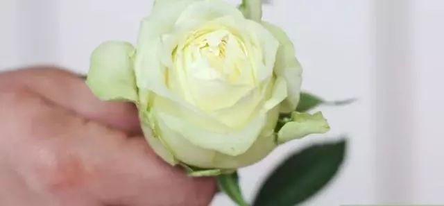 小白技能 教你如何染花 看点快报