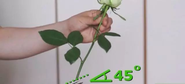 小白技能 教你如何染花 看点快报