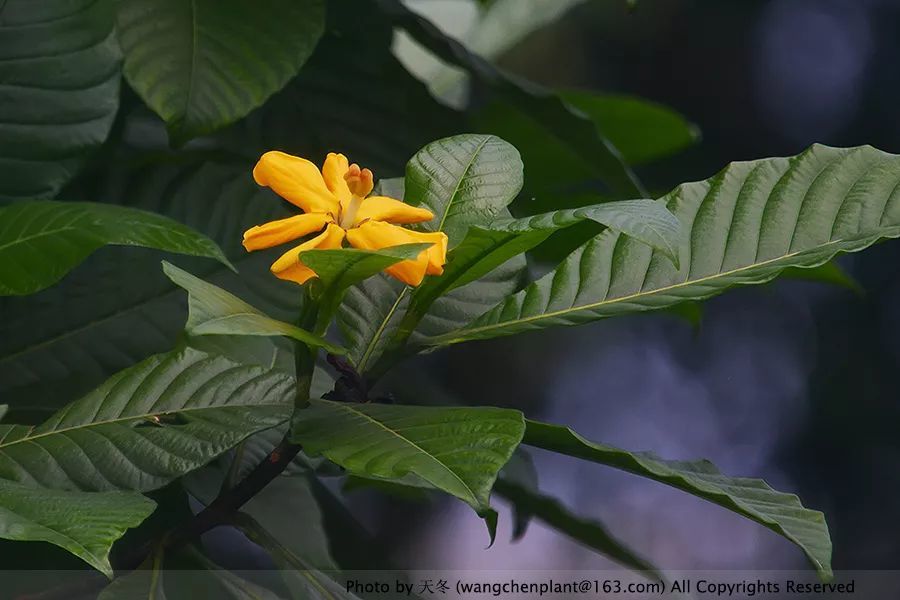 瑞士秋季草木记 用81种植物写的游记 看点快报