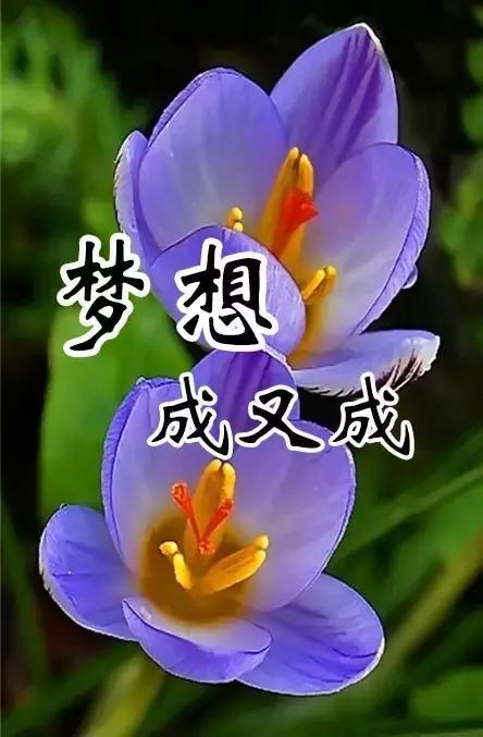 正月十二送你一份祝福,祝幸福相伴,美梦成真,点开纳福