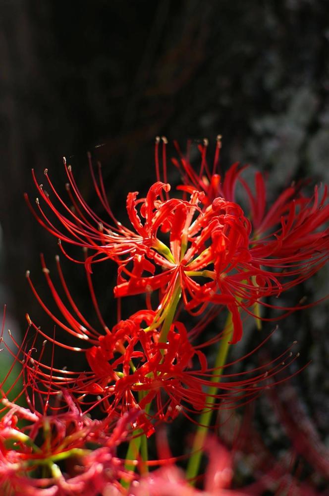 彼岸花,又作黄泉花,花开三途不见叶,叶回忘川已无花.