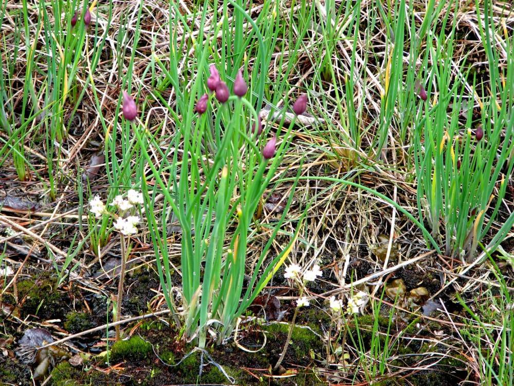 野蒜,野蒜的价格,野蒜的种植,野蒜的产量,野蒜的前景