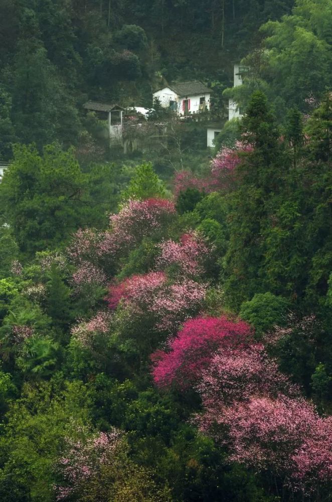 这就是千年古村, 歙县雄村镇的卖花渔村.