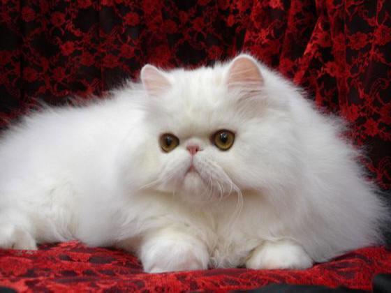 猫皮肤霉菌病的治疗方法 铲屎官的血泪经验 看点快报