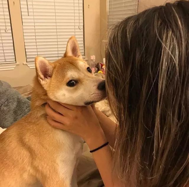 这就是柴犬 六 看点快报