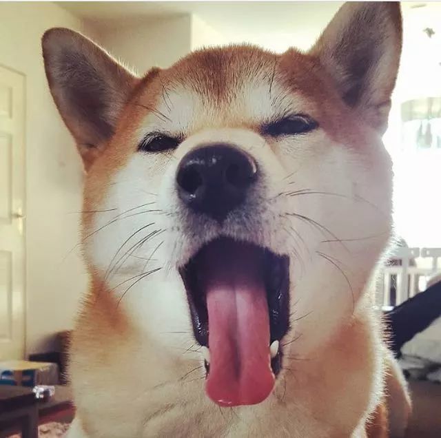 这就是柴犬 六 看点快报