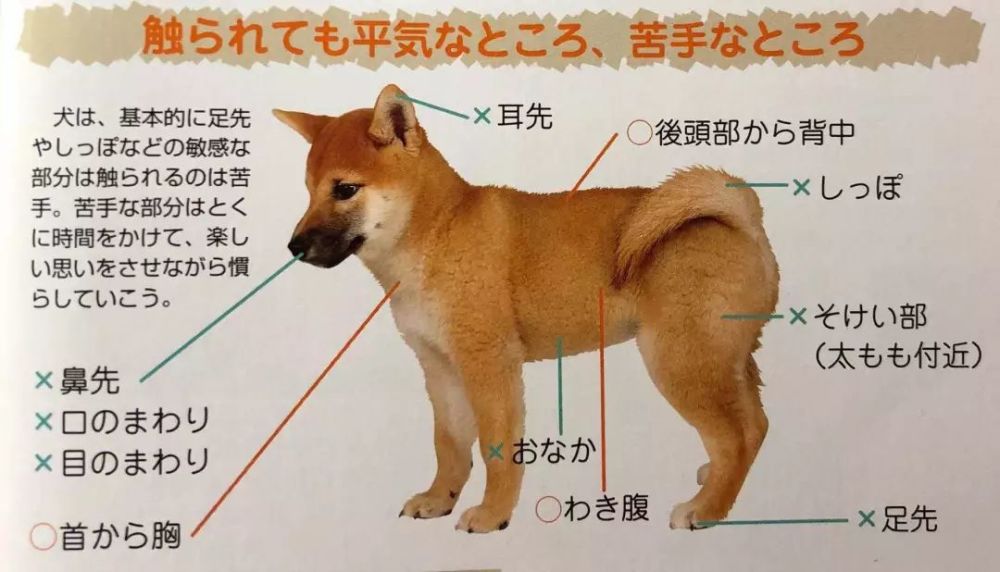 这就是柴犬 六 看点快报