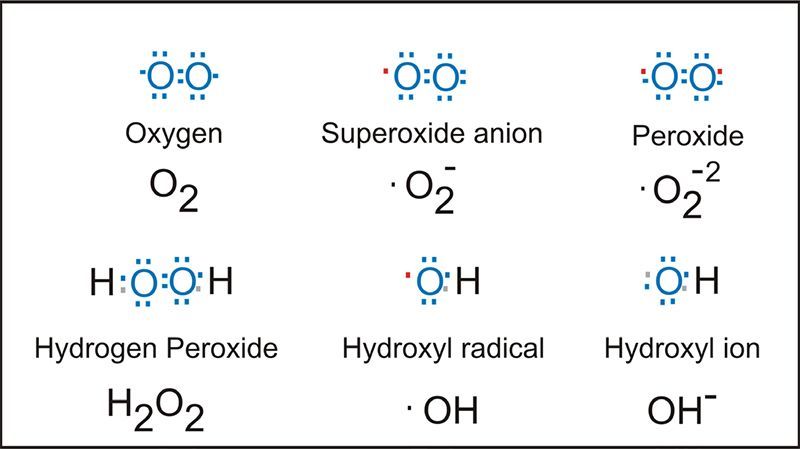 其中,超氧化物歧化酶(superoxide dismutase, sod)可以催化 ˙o 的歧