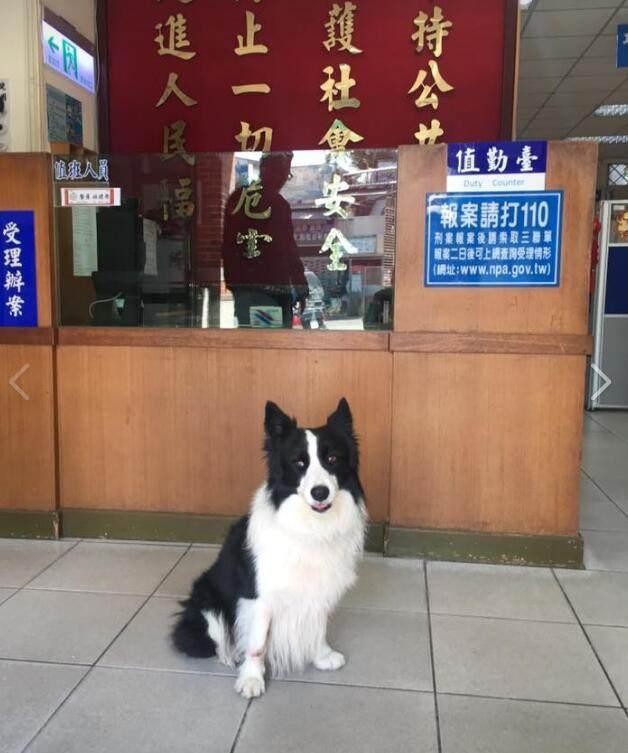 警局来了位特殊的报案人 了解来龙去脉后 警察都不舍得它 看点快报