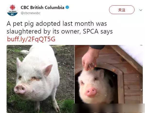 恶心!加拿大夫妇从动物收容所领养宠物,只为免费吃肉!