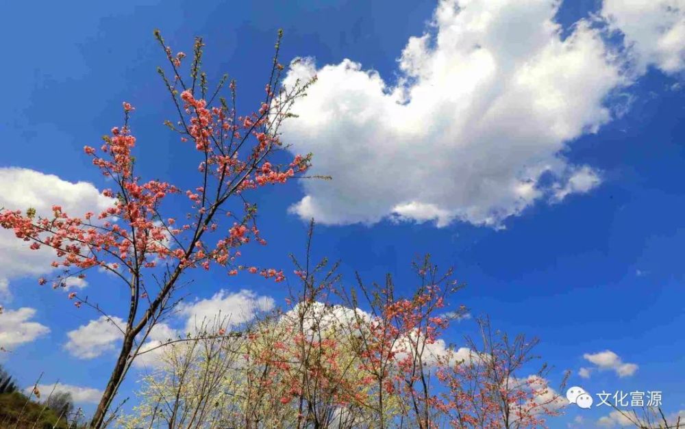 富源山清水秀花正开