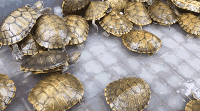 动物 龟 400_222 gif 动态图 动图