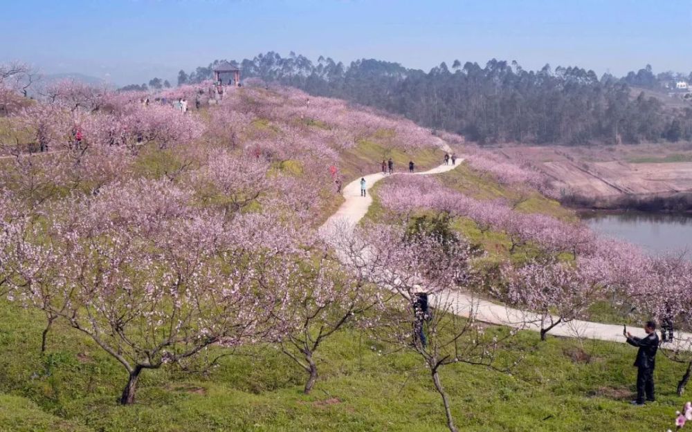 永川,重庆,黄瓜山,油菜花,卫星湖,桃花岛