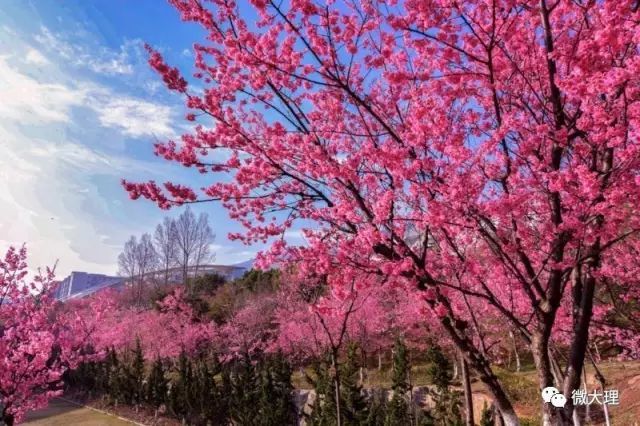 大理大学万株樱花绽放,周末开放日,约吗?