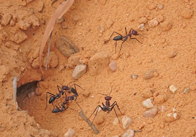 在洞口,沙漠蚂蚁会仔细的观看太阳,确定它的位置,然后迅速奔跑,这是没