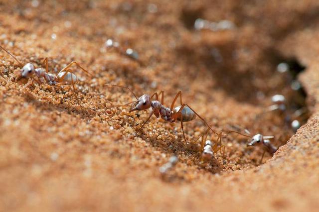 生活在大沙漠中的蚂蚁,不怕炎热不会迷路
