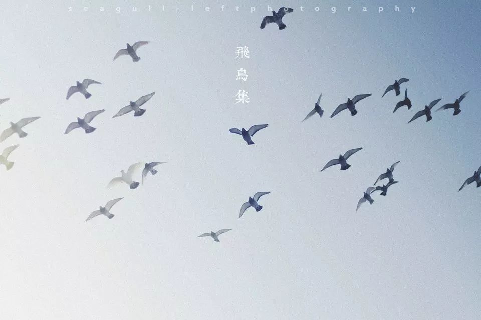 飞鸟集简谱_泰戈尔飞鸟集图片(3)