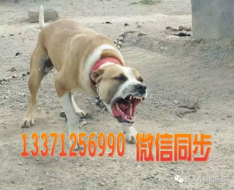 比特犬咬合力训练注意事项