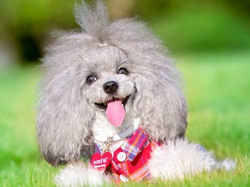 狗的四种分类 松狮犬是中型犬 你家的狗狗是哪一种呢 看点快报