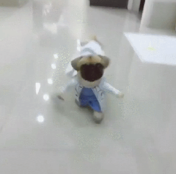 中国土生土长的京巴犬,你还记得不?这种狗子也是很萌很可爱的!