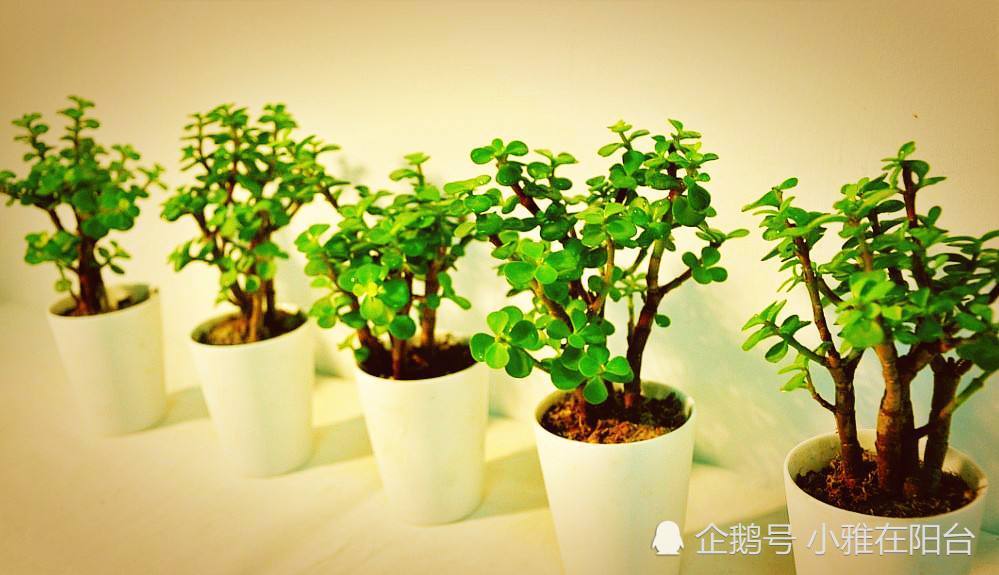 一节金枝玉叶,种出三盆来,一个简单小方法,枝繁叶茂不