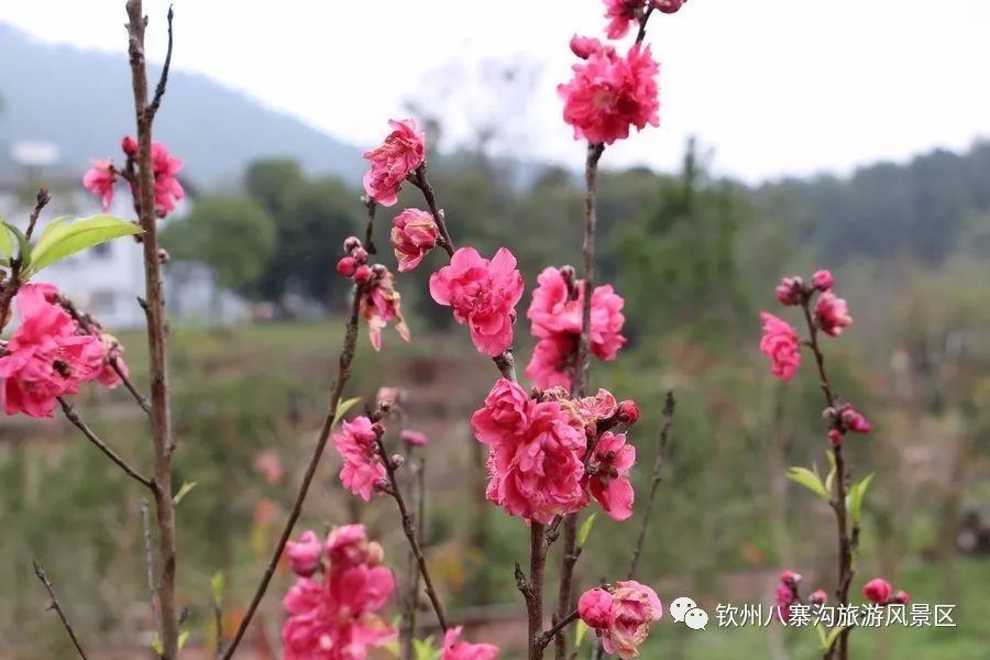 八寨沟桃花盛开正当时 酸梅树上润育累累果实 看点快报