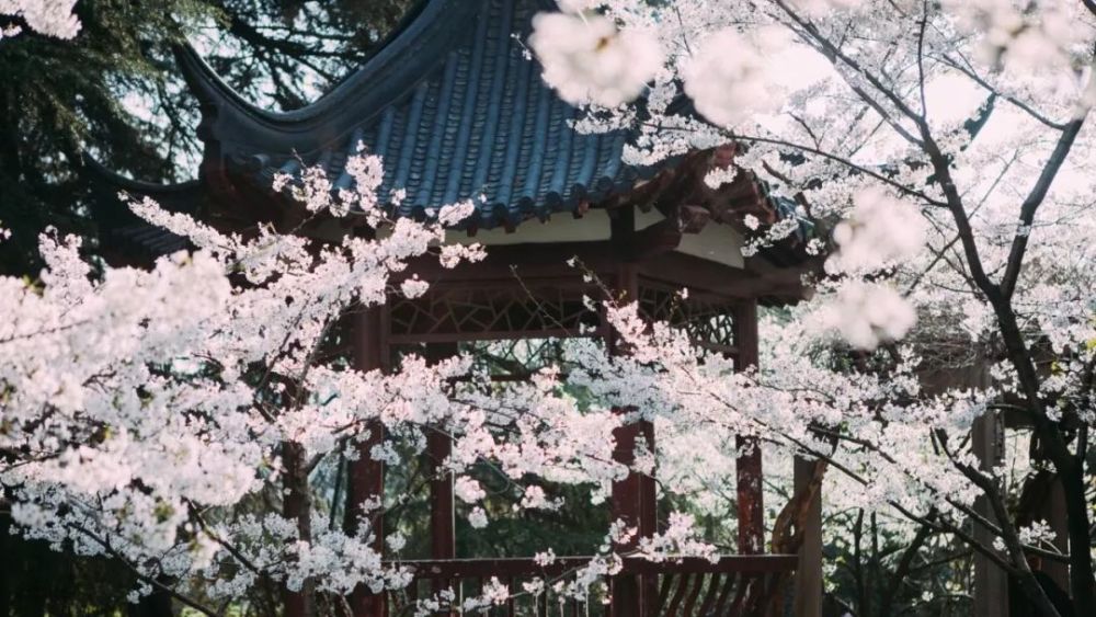 此外,南京的鸡鸣寺,明孝陵,南林,植物园也都是赏樱的好地方.