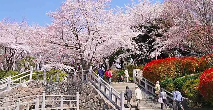 18年日本樱花开花预测 听说日本樱花季的酒店几乎订完了 看点快报