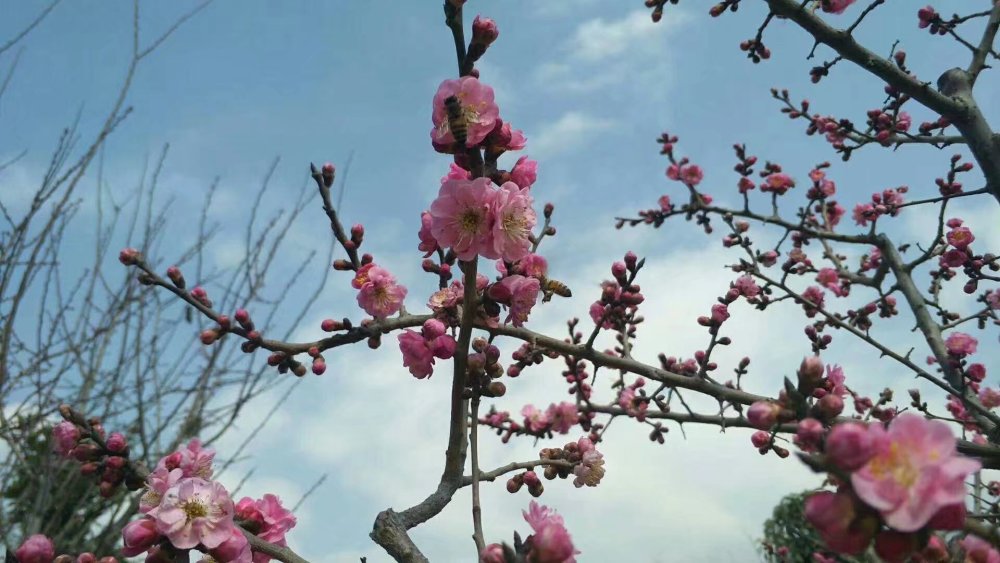 桃花醉春风十里 花香弥漫扑鼻香 莺歌燕舞蜂蝶忙 正是一年好春光