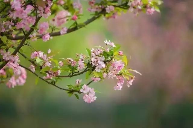 它是四川第一人口大县!却私藏着成都南边最美