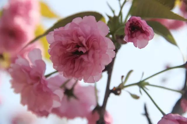 它是四川第一人口大县!却私藏着成都南边最美