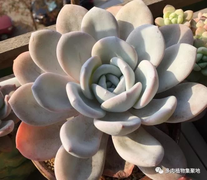 多肉植物长成老桩后的配土 放点松麟进去 防虫防烂根 看点快报