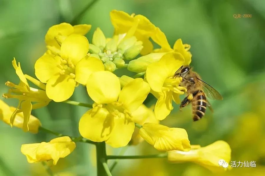 油菜花竞相怒放,花粉中含有丰富的花蜜,引来彩蝶与蜜蜂飞舞花丛间.