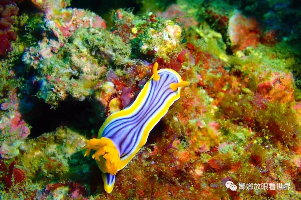 这才是真正的五颜六色的海洋生物——海蛞蝓