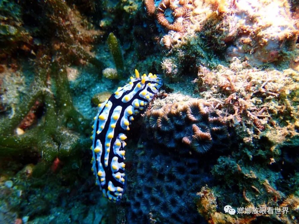 这才是真正的五颜六色的海洋生物——海蛞蝓