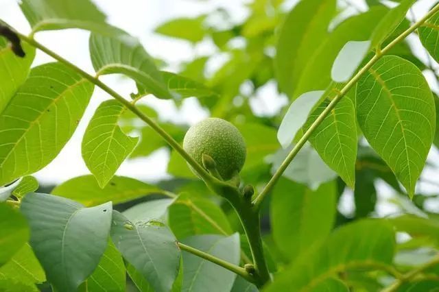 不同时期核桃树的修剪