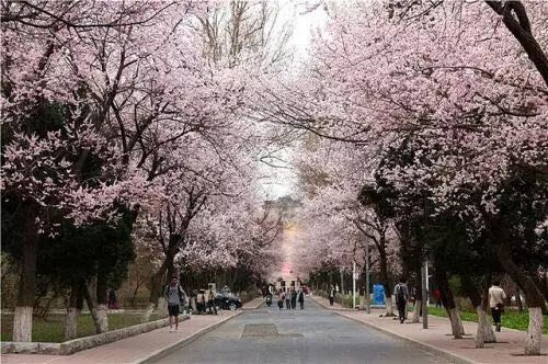 遇见你,在樱花烂漫的季节 中国最大的校园樱花·武大樱花 武汉大学的