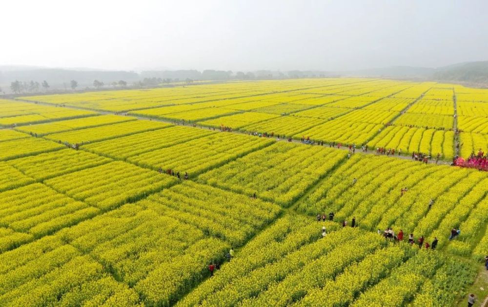 阳光明媚,鲜花盛开,江西省吉水县乌江镇依托枫坪村的千亩油菜花基地