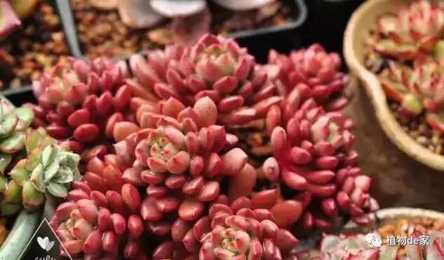 多肉植物用什么土最好 看完这个养肉如虎添翼 看点快报