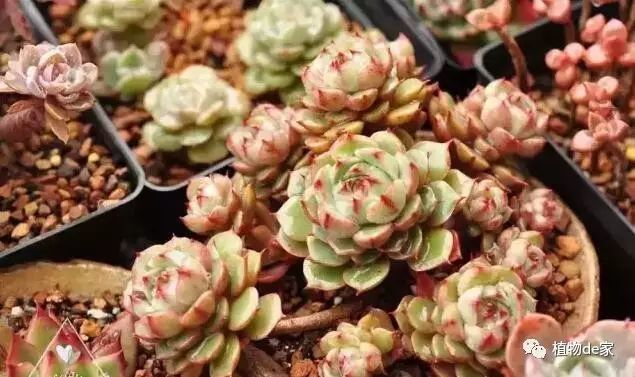 多肉植物用什么土最好 看完这个养肉如虎添翼 看点快报